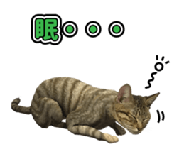 The cat which aims at the top. sticker #11350906