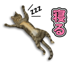 The cat which aims at the top. sticker #11350907