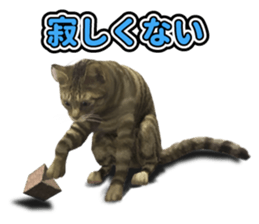 The cat which aims at the top. sticker #11350914