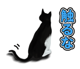 The cat which aims at the top. sticker #11350918