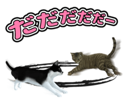 The cat which aims at the top. sticker #11350919