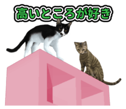 The cat which aims at the top. sticker #11350920
