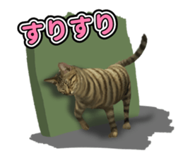 The cat which aims at the top. sticker #11350921