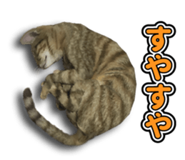 The cat which aims at the top. sticker #11350922