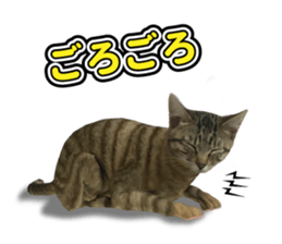 The cat which aims at the top. sticker #11350925