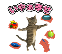 The cat which aims at the top. sticker #11350926