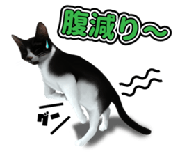 The cat which aims at the top. sticker #11350928