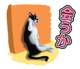 The cat which aims at the top. sticker #11350932