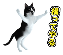 The cat which aims at the top. sticker #11350935