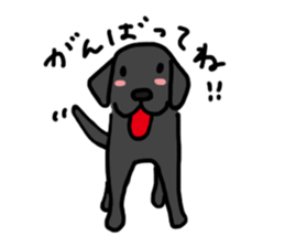 Black Labrador Retriever Daily life sticker #11352626