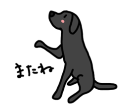 Black Labrador Retriever Daily life sticker #11352647