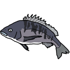 Acanthopagrus fishing Sticker