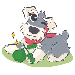 Pooklook the Mini Schnauzer