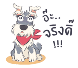 Pooklook the Mini Schnauzer sticker #11357871