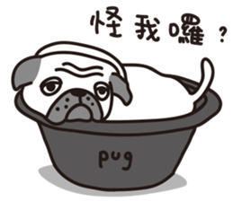Mr.Pug , Stop nagging 2 (Chinese) sticker #11374329