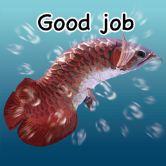 Arowana English version