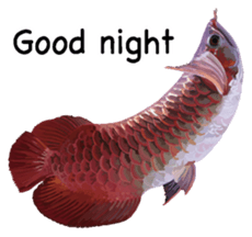 Arowana English version sticker #11383426