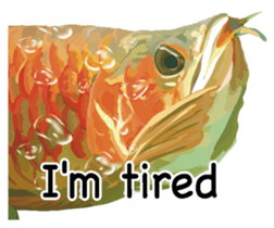 Arowana English version sticker #11383428