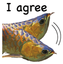 Arowana English version sticker #11383429