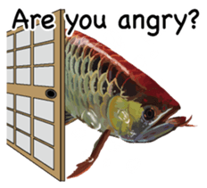 Arowana English version sticker #11383431