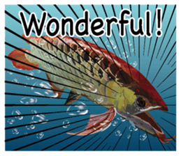 Arowana English version sticker #11383432