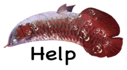 Arowana English version sticker #11383433