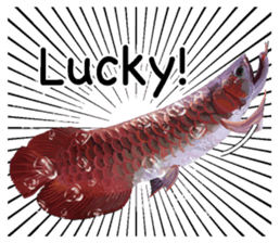 Arowana English version sticker #11383440