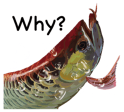Arowana English version sticker #11383441