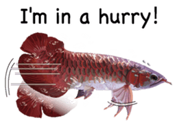 Arowana English version sticker #11383446