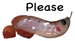 Arowana English version sticker #11383448