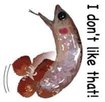 Arowana English version sticker #11383449