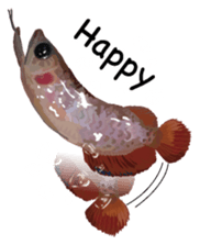 Arowana English version sticker #11383450