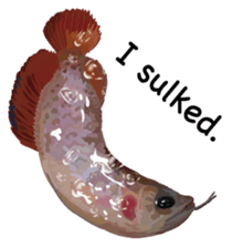 Arowana English version sticker #11383451