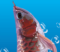Arowana English version sticker #11383452
