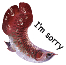 Arowana English version sticker #11383453