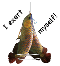 Arowana English version sticker #11383455