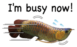 Arowana English version sticker #11383457