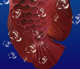 Arowana English version sticker #11383460