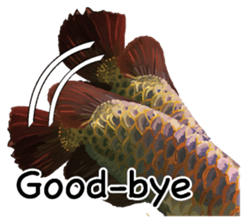 Arowana English version sticker #11383463