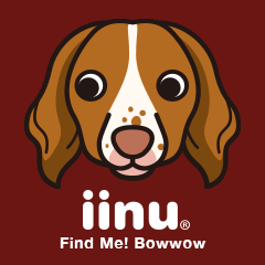 iinu - Britany Spaniel