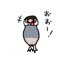 Java sparrow Chappy vol3 sticker #11392744