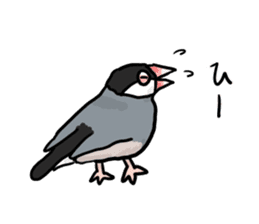 Java sparrow Chappy vol3 sticker #11392746
