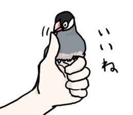 Java sparrow Chappy vol3 sticker #11392751