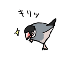 Java sparrow Chappy vol3 sticker #11392752