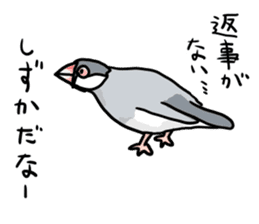 Java sparrow Chappy vol3 sticker #11392754