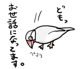 Java sparrow Chappy vol3 sticker #11392761
