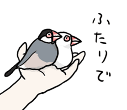 Java sparrow Chappy vol3 sticker #11392771