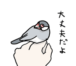 Java sparrow Chappy vol3 sticker #11392773