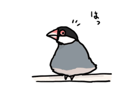 Java sparrow Chappy vol3 sticker #11392783
