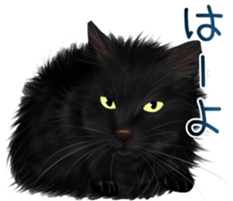 White cat and a black cat and ash cat sticker #11397469
